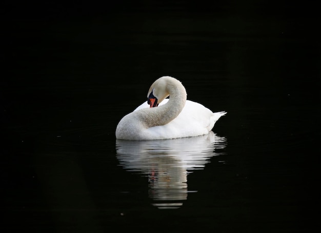 Cisne muda masculina para baixo no lago