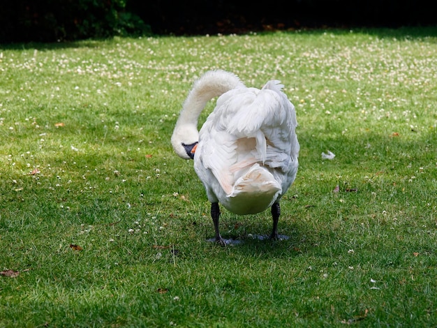 Cisne mudo acicalándose en la orilla del río