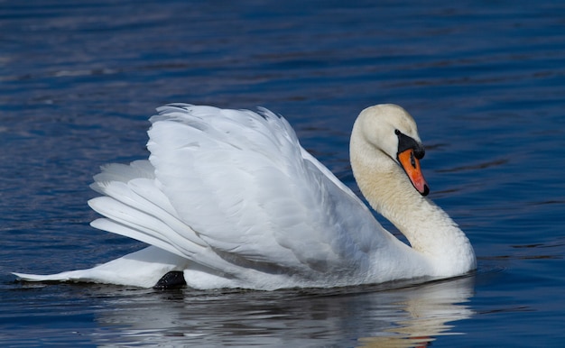 Cisne mudo en las aguas del río de la mañana