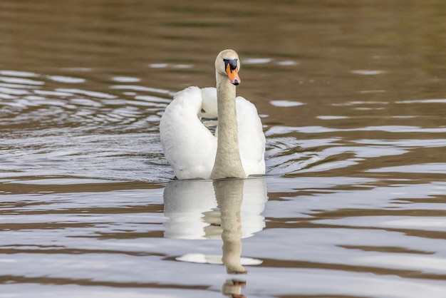 Cisne mudo Cygnus olor en el agua