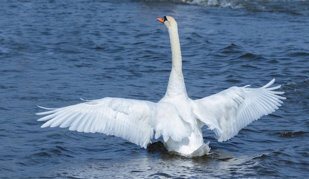 Cisne mudo Cygnus olor Belo pássaro bate as asas enquanto está sentado na superfície do rio