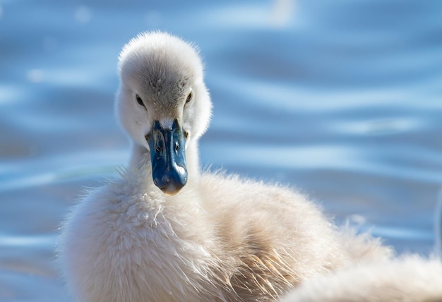 Cisne mudo Cygnus olor Chick nada en el primer plano del río