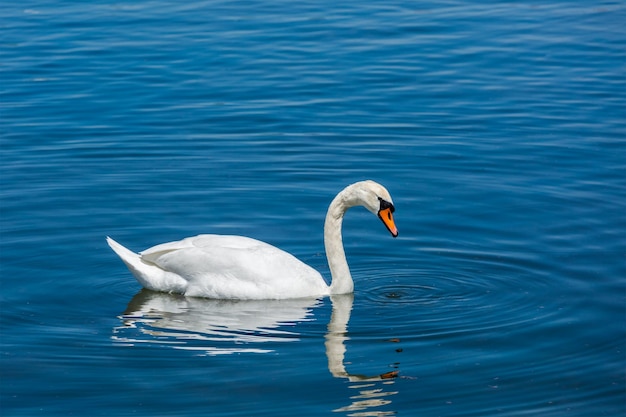 El cisne mudo Cygnus olor en el lago