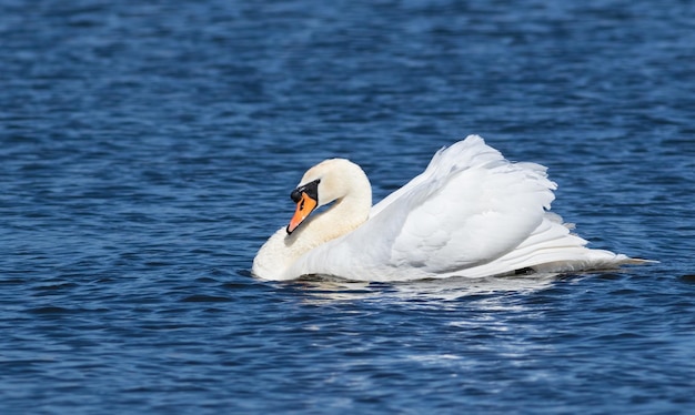 Cisne mudo Cygnus olor El macho agacha la cabeza contra su cuerpo y nada río abajo para ahuyentar a su rival