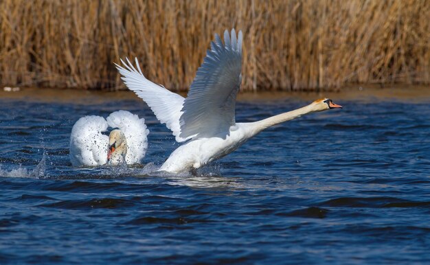 Cisne mudo Cygnus olor El macho ahuyenta a un competidor El ave va a despegar