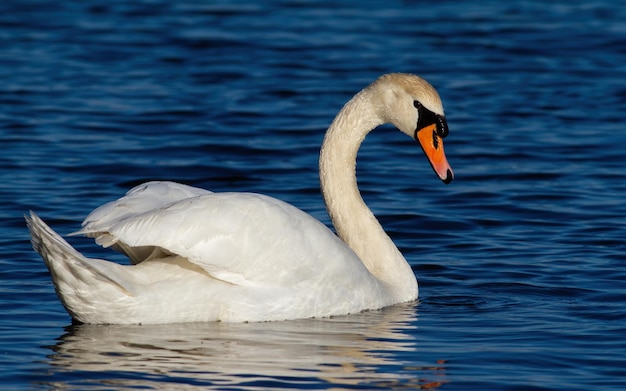 Cisne mudo Cygnus olor El macho nada río abajo