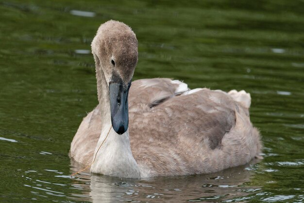 Cisne mudo Cygnus olor Málaga España