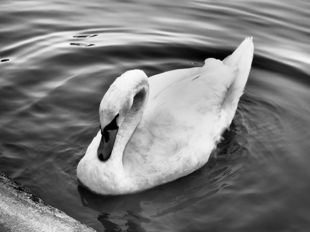 Cisne mudo Cygnus olor na água Lindo e solitário cisne branco e círculos na água