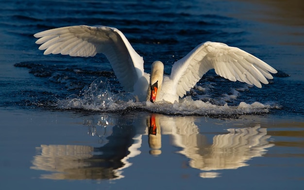 Cisne mudo Cygnus olor O pássaro pousa na superfície do rio lindamente refletido na água