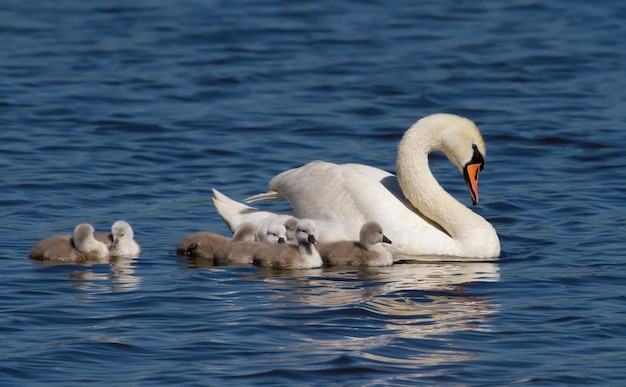 Cisne mudo cygnus olor pájaro adulto hembra y cría de pollitos