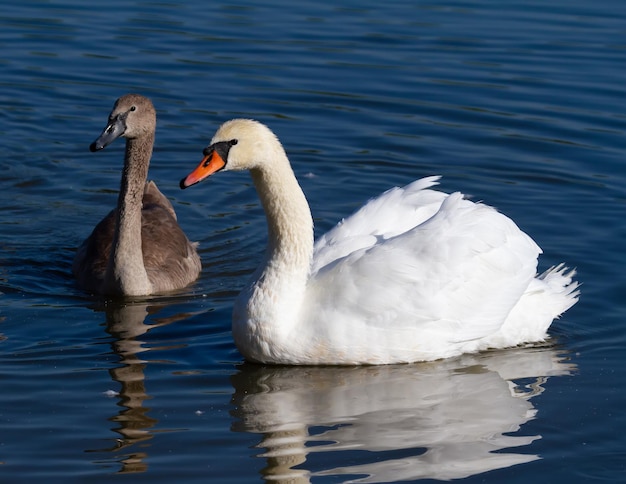 Cisne mudo Cygnus olor Un pájaro adulto y su polluelo nadan en el río de la mañana