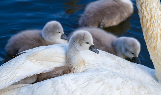 Cisne mudo Cygnus olor El pollito se sienta en la espalda de la madre disfrutando de sus plumas