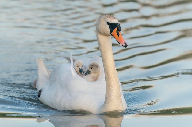 Cisne mudo (Cygnus olor) con pollitos cygnets en su espalda. Cisne mudo y cachorros de pollitos en un lago.