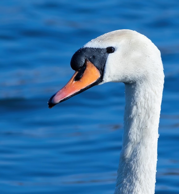 Cisne mudo Cygnus olor Retrato aproximado de um pássaro