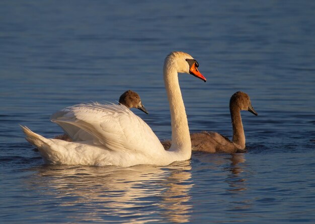 Cisne mudo Cygnus olor Temprano en la mañana una familia de cisnes flota a lo largo del río a lo largo de la orilla