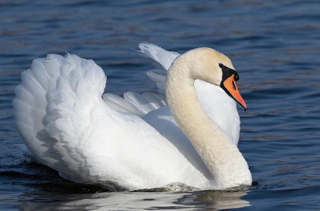 Cisne mudo Cygnus olor Um lindo macho flutua rio abaixo