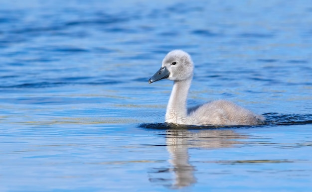 Cisne mudo Cygnus olor Um pintinho flutuando no rio