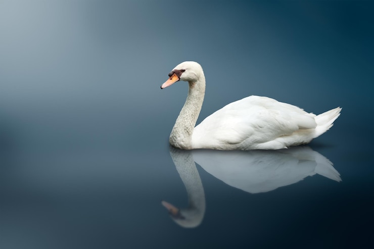Foto cisne mudo cygnus olor