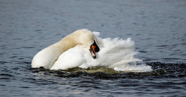 Cisne mudo enfeitando-se em um lago