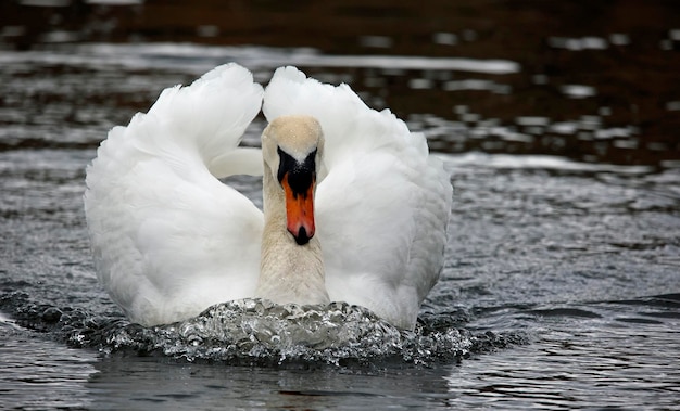 Cisne mudo macho abajo en el lago