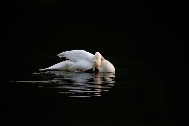 Cisne mudo macho abajo en el lago