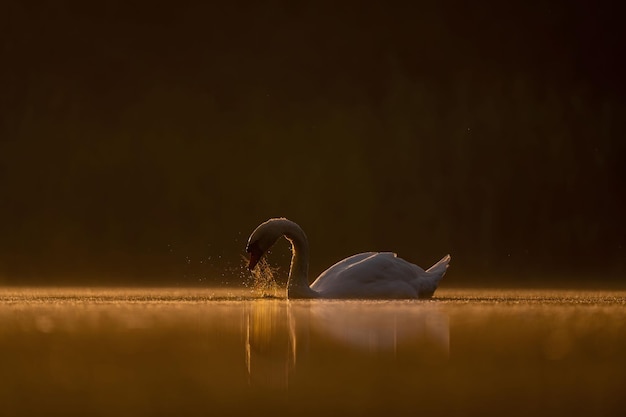 Cisne mudo nadando en el agua al atardecer hermoso paisaje naranja foto de vida silvestre