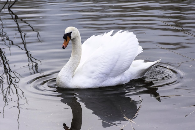 Cisne mudo nadando en el lago