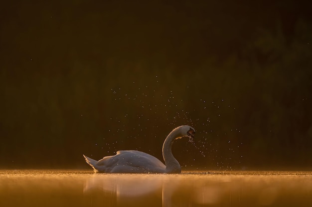 Cisne mudo nadando na água ao pôr-do-sol bela paisagem laranja foto de vida selvagem