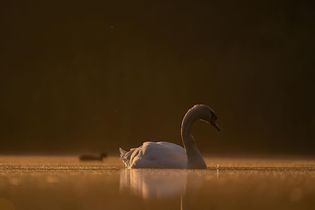 Cisne mudo nadando na água ao pôr-do-sol bela paisagem laranja foto de vida selvagem