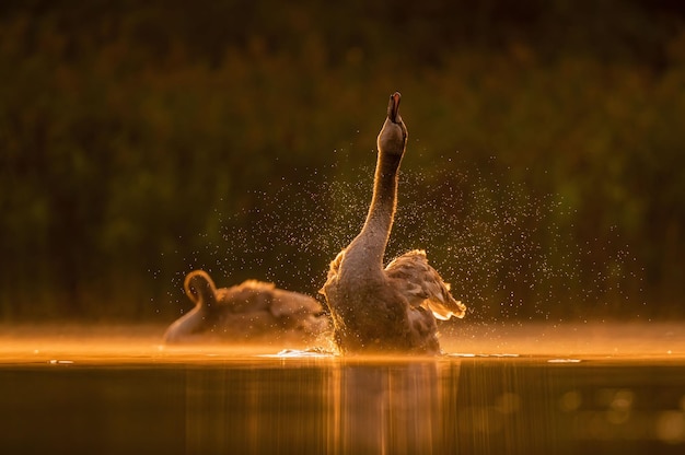 Cisne mudo preparándose para volar al atardecer hermoso paisaje naranja foto de la vida silvestre