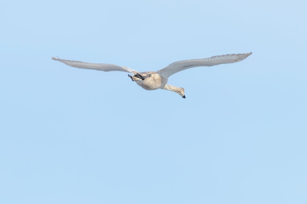 El cisne mudo en vuelo el cielo azul Cygnus olor