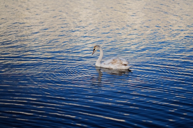 Cisne na água azul