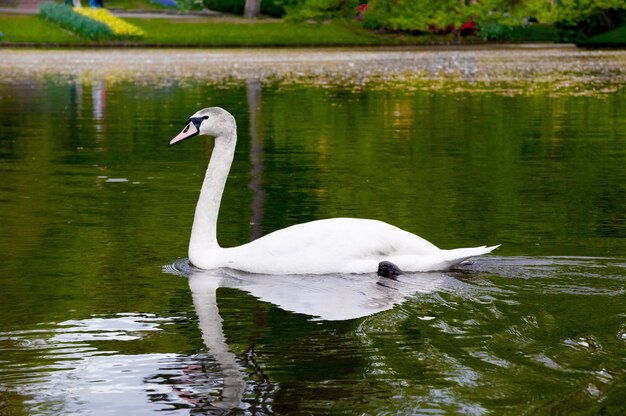 Cisne na água do lago azul em dia ensolarado