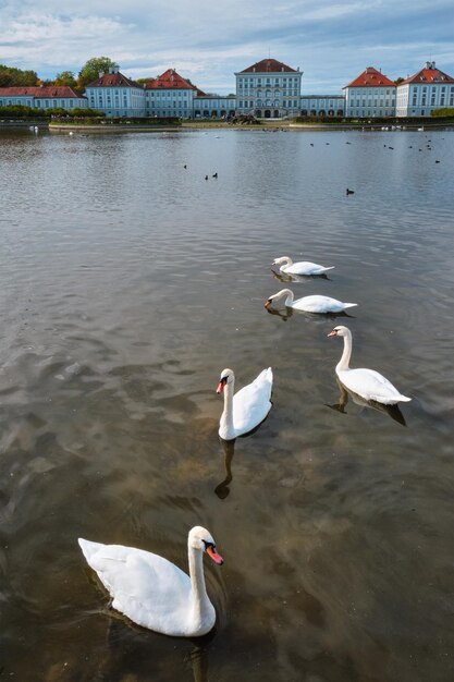 Foto cisne na lagoa perto do palácio de nymphenburg, munique, baviera, alemanha