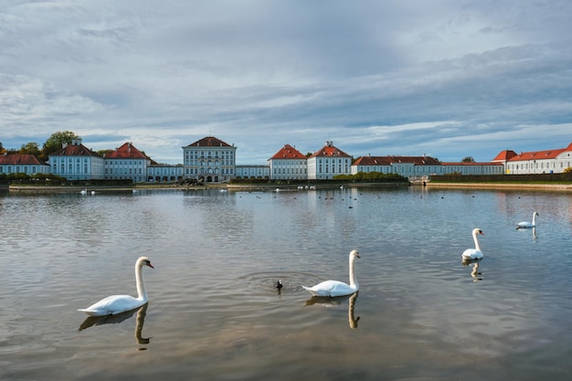 Foto cisne na lagoa perto do palácio de nymphenburg, munique, baviera, alemanha