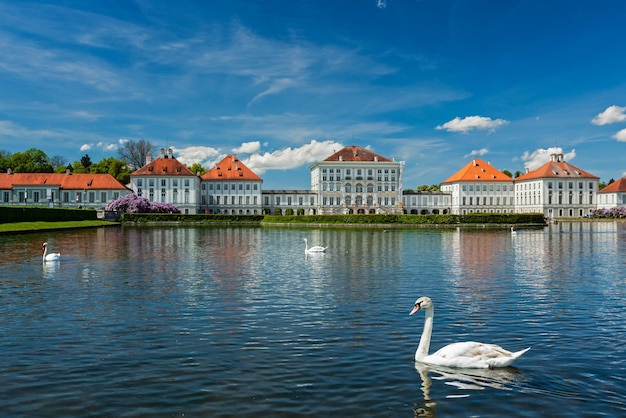 Foto cisne na lagoa perto do palácio de nymphenburg, munique, baviera, alemanha