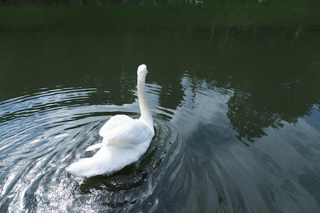 cisne na lagoa