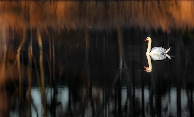 Foto cisne na lagoa