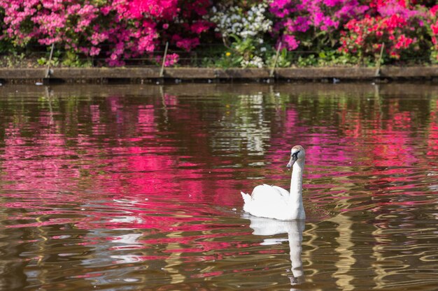 un cisne nada en un estanque contra el telón de fondo de las plantas que florecen en la orilla