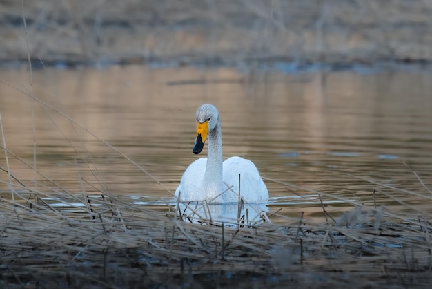 Un cisne nada en un estanque con la palabra cisne en el frente.