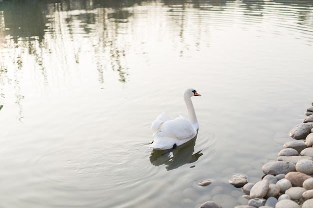 Cisne nada en el estanque