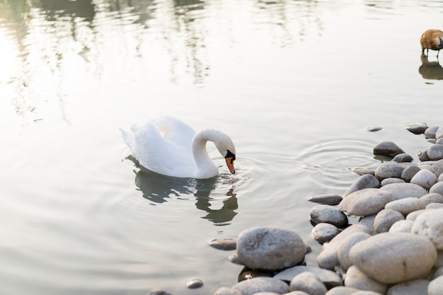 Cisne nada na lagoa