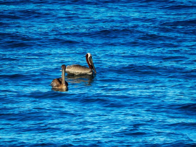 Foto el cisne nadando en el agua azul