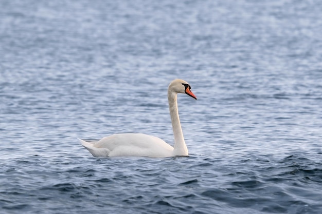 cisne nadando en el agua con la cabeza girada hacia la izquierda