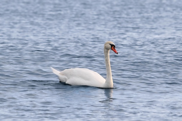 cisne nadando en el agua