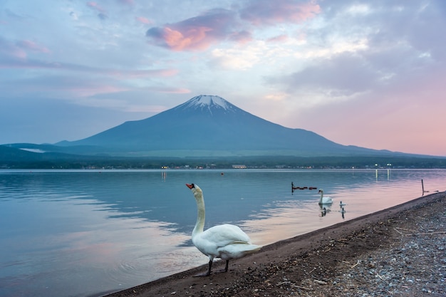 Cisne nadando en el lago Yamanaka, Japón