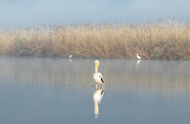 Un cisne nadando en un lago