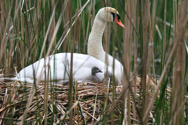 Foto el cisne nadando en el lago