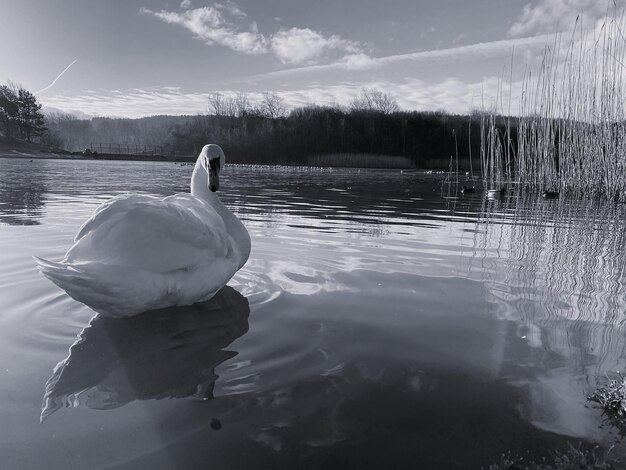 Foto el cisne nadando en el lago