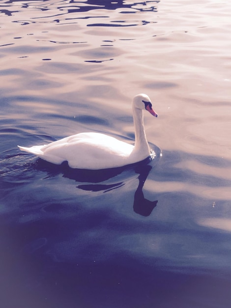 Foto el cisne nadando en el lago